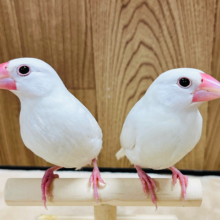 【動画更新🪄】ツンデレ具合にハマります♡白文鳥