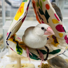 【‪☆小山店限定‪☆】ひとり餌の文鳥さんお迎えの方にプレゼント🎁⋆*