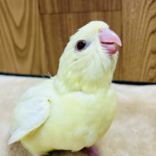 【最新画像更新🪄】優しいクリームたまごちゃん🐣サザナミインコ(クリーム) ヒナ