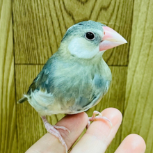 【最新画像更新🪄ひとり餌になりました‪☆】やっぱり1番人気はこのカラーです🌸桜文鳥 ヒナ
