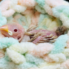 温かい場所は心地が良いね♡シナモン文鳥 ヒナ