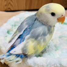 【最新画像更新🪄】上目遣いの表情にメロメロ必至♡♡コザクラインコ(ブルーチェリーパイド) ヒナ