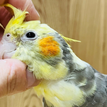 甘え方が上手な子♡なでなで大好き♡オカメインコ(パイド)