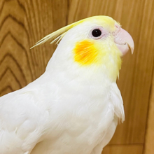 好奇心旺盛♪一緒に遊ぼう！！オカメインコ(ルチノー)