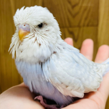 どすこい！！ずっしり体型です‪☆ジャンボセキセイインコ(スパングル) ヒナ