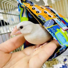 1人餌です🫶🌟最新画像になりますよ⭐️こっちみ〜てご飯待ち❣️ シルバー文鳥