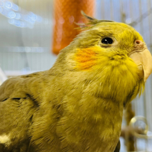 【動画更新🪄】甘え始めたら止まらないっ♡オカメインコ(ノーマル)