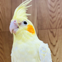 おっとりさんな雰囲気です🫧オカメインコ(ルチノーパール)