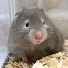 セーブルハムスター　ちょっとせわしないかも？活発な子が来ました！