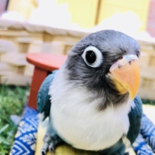 【最新画像更新☆☆】独特なお顔立ちが特徴的！！　ボタンインコ