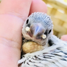 白銀の文さんがやってきました・・・(*”▽”)　シルバー文鳥