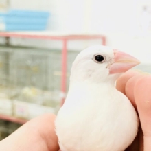 【最新画像更新☆☆】白く輝く純白カラー♪♪　白文鳥