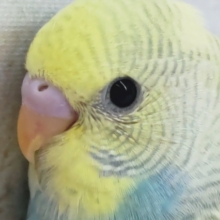 少し色変わりさん～🌈 セキセイインコ(パステルレインボー)