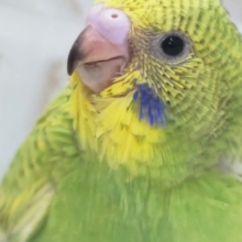 グリーンがフレッシュ～🍀 セキセイインコ(グリーンスパングル)