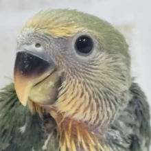 オレンジのお顔がかわいい～🍊 コザクラインコ(オレンジフェイス)