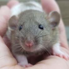 かわいいファンシーラット兄妹入荷！その1