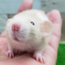 かわいいファンシーラット兄妹入荷！その3