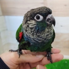 初入舎？？シンジュウロコインコ入荷しました❤