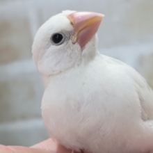 もちっとかわいい～💭 白文鳥🐣