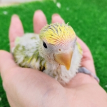 人気カラー💛コザクラインコのヒナ(タイガーチェリー)入荷しました❤