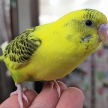 🌟最新画像🌟 可愛さたまらない～🐯 セキセイインコ(ハルクイン)