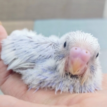 レアカラー❤セキセイインコのヒナ(ライラック)入荷しました❤