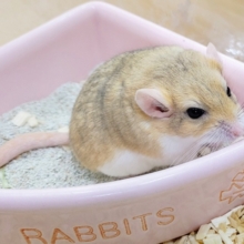 隠れ人気❤🐭ファットテールジャービル(マカロニマウス)入荷しました❤