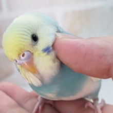 魅力たっぷり～愛嬌たっぷり～🌈 セキセイインコ(パステルレインボーパイド)