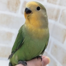 オレンジのお顔にうっとり～🧡 コザクラインコ(オレンジフェイス)
