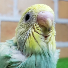 エメラルドなパステルレインボーのセキセイインコ入荷