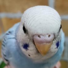 ムッキムキマッチョのブルーパイドのセキセイインコ入荷です～