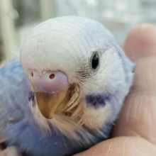 うっすら模様が素敵なブルースパングルのセキセイインコ入荷