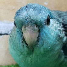 エメラルド！サザナミインコターコイズブルー入荷