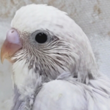 まさに圧倒的色合い～👑 セキセイインコ(ライラック)