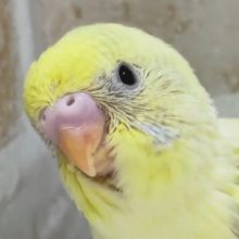 鮮やかイエロー🌈 セキセイインコ(パステルレインボー)