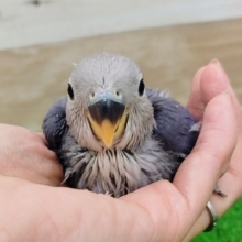 人気カラー❤コザクラインコのヒナ(バイオレット)入荷しました❤