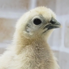 白黒目を引く～🐣 白ウコッケイ