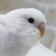 少し魅力的な青が入ってます～✨ セキセイインコ(白ダブルファクター)