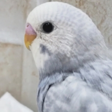 素敵なグレーカラー🪐 セキセイインコ(グレースパングル)