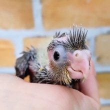 お目目パッチリ❤オカメインコのヒナ(ノーマル)入荷しました❤