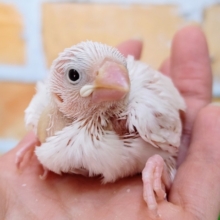 綺麗な色❤白文鳥のヒナ入荷しました❤