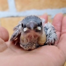 淡い色が人気です❤シルバー文鳥のヒナ入荷しました❤