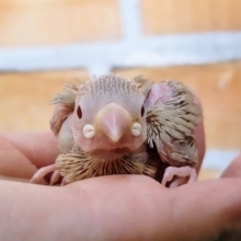 優しい色味❤シナモン文鳥入荷しました❤
