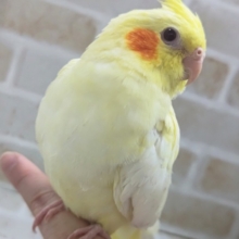 🌟最新画像🌟 黄色濃いめ魅惑のパール模様～🫧 オカメインコ(ルチノーパール)