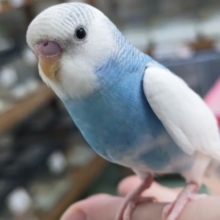 🌟最新画像🌟 鮮やか青空みたい～🌤️ セキセイインコ(ブルーパイド)