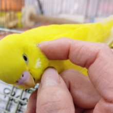 最新画像更新❤真っ黄色の黒目チャンセキセイインコ入荷