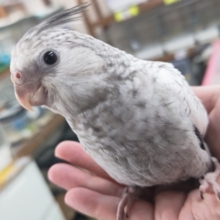 🌟最新画像🌟 魅力いっぱい白黒さん～🤍🩶 オカメインコ(ホワイトフェイスパール)