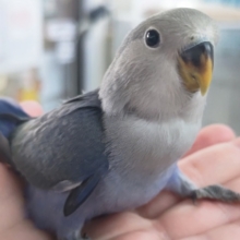 🌟最新画像🌟 色合いたまらない～🪻 コザクラインコ(バイオレット)
