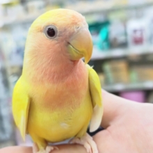 🌟最新画像🌟 フレッシュビタミンカラー🍋 コザクラインコ(ルチノー)