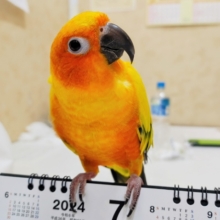 画像更新！恥ずかしがり屋のさみしんぼ♡コガネメキシコインコ！